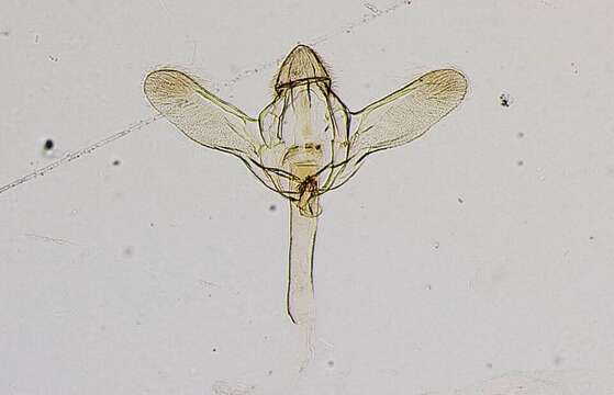 صورة Macrotheca