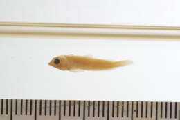 Image of Pygmy threefin
