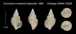 Neadmete modesta (Carpenter 1864)的圖片