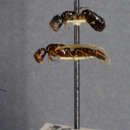Image of Camponotus papago Creighton 1953