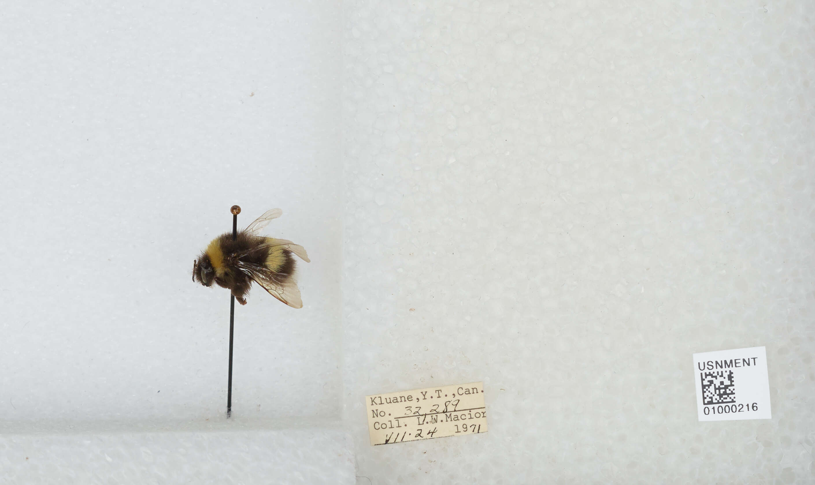 Image of White-tailed bumblebee