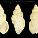 Image of Buccinum sigmatopleura Dall 1907