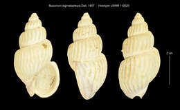 Image of Buccinum sigmatopleura Dall 1907