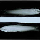 Image of Broadfin lampfish