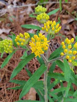 Image of Rolfs' milkweed