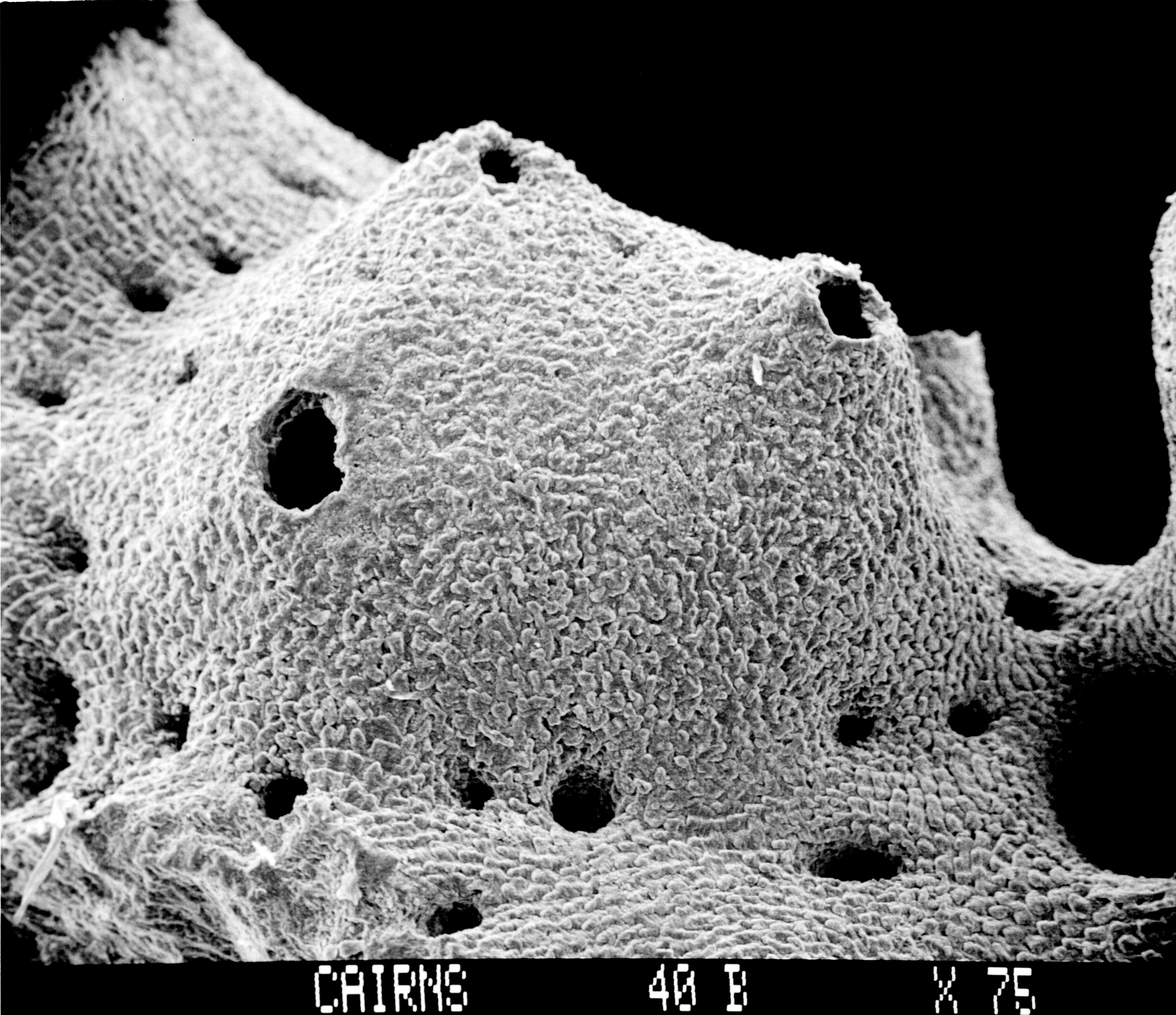 Image of Lepidotheca fascicularis (Cairns 1983)