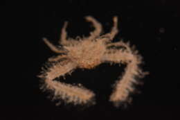 Image of Aulacolambrus hoplonotus (Adams & White 1849)