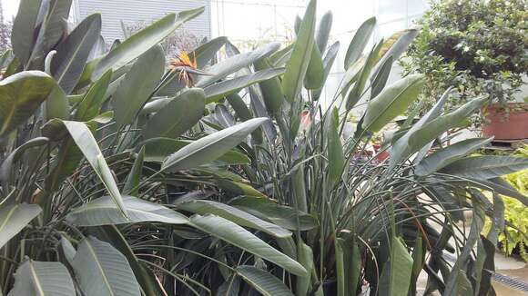 Image of Bird of paradise plant