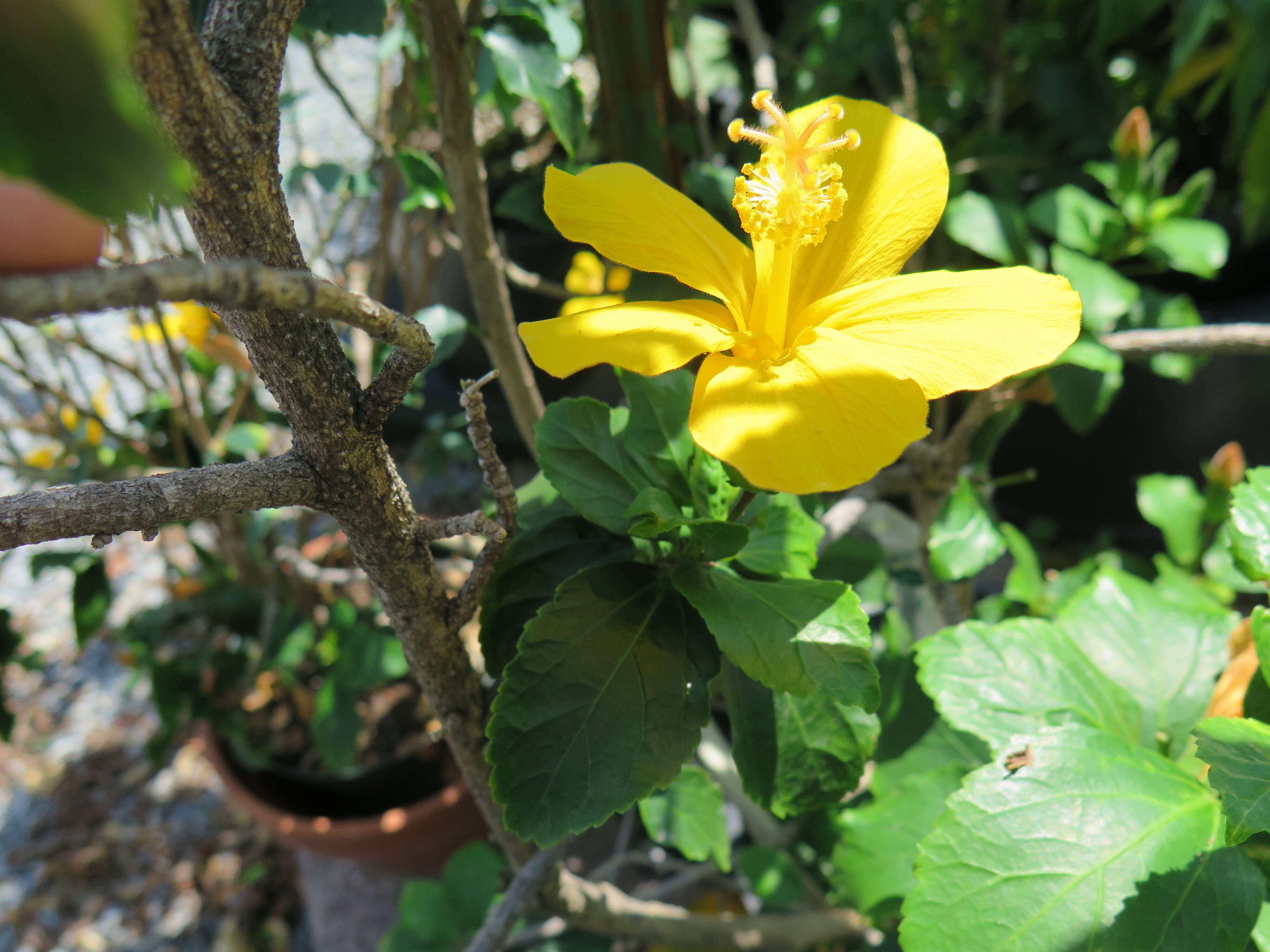 Image of Native Red Rose-Mallow