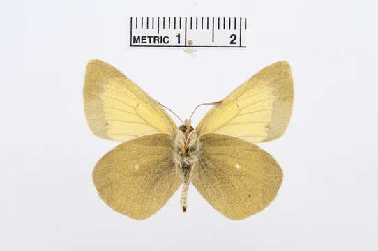 Image of Colias eogene Felder & Felder 1865