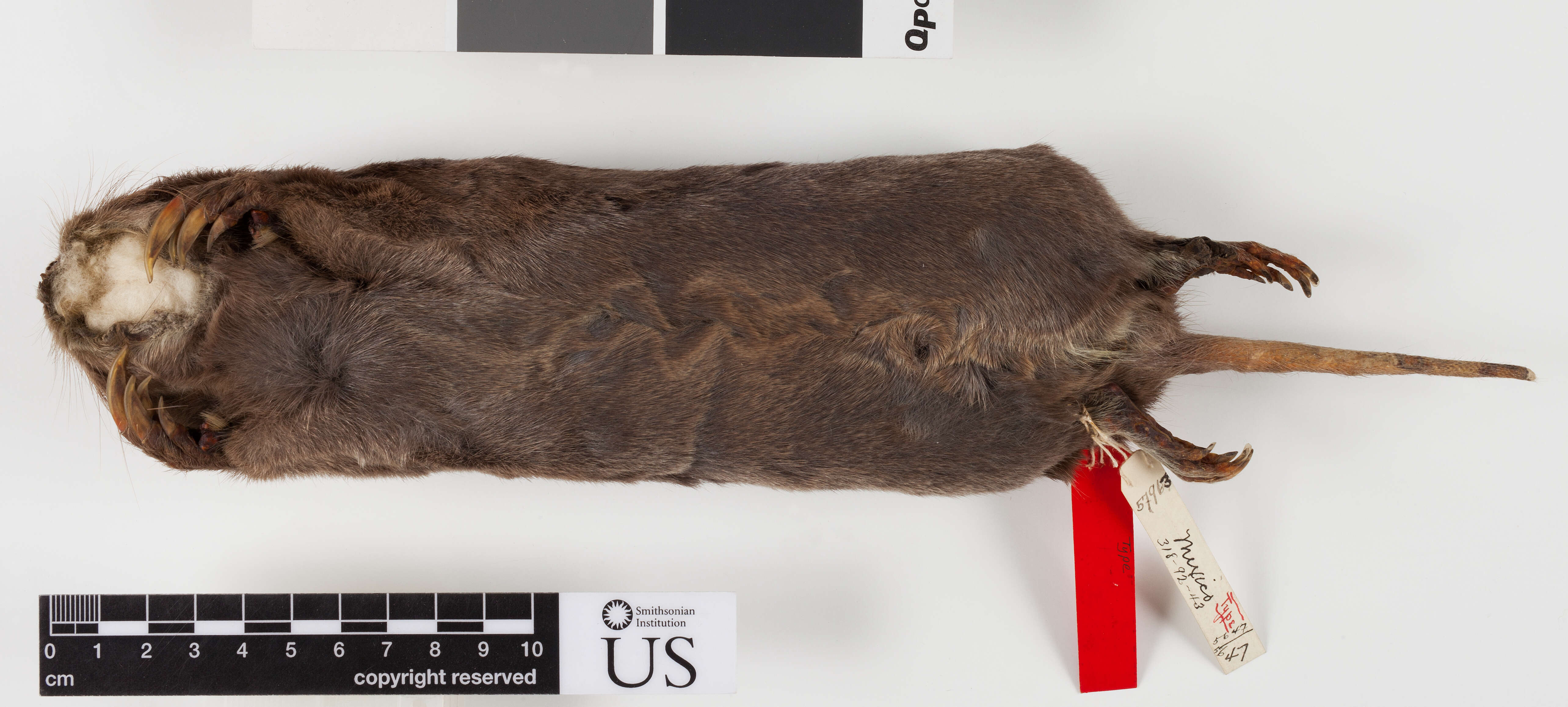 Image of Merriam's Pocket Gopher