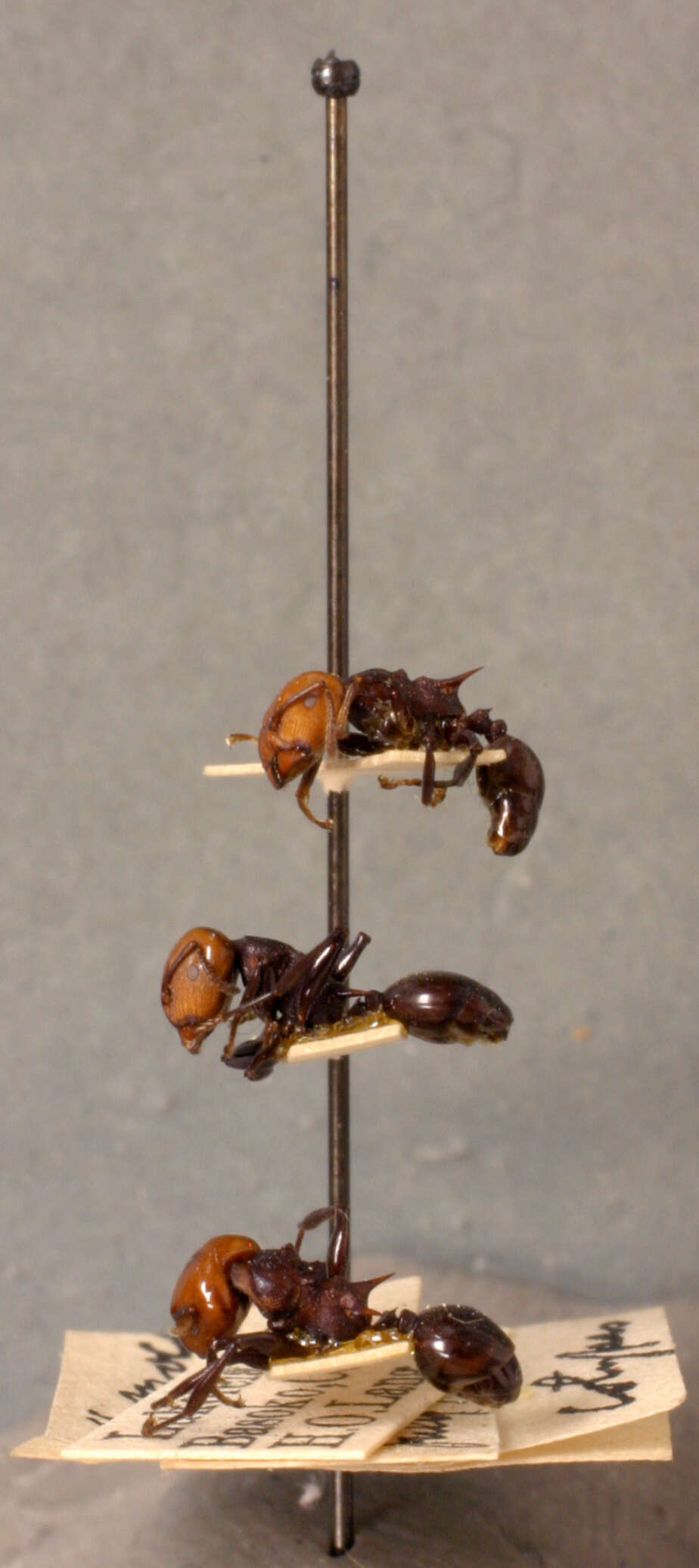 Image of <i>Atopomyrmex mocquerysi</i> var. <i>melanoticus</i> Wheeler