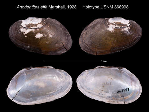 Image of Anodontites elfa Marshall