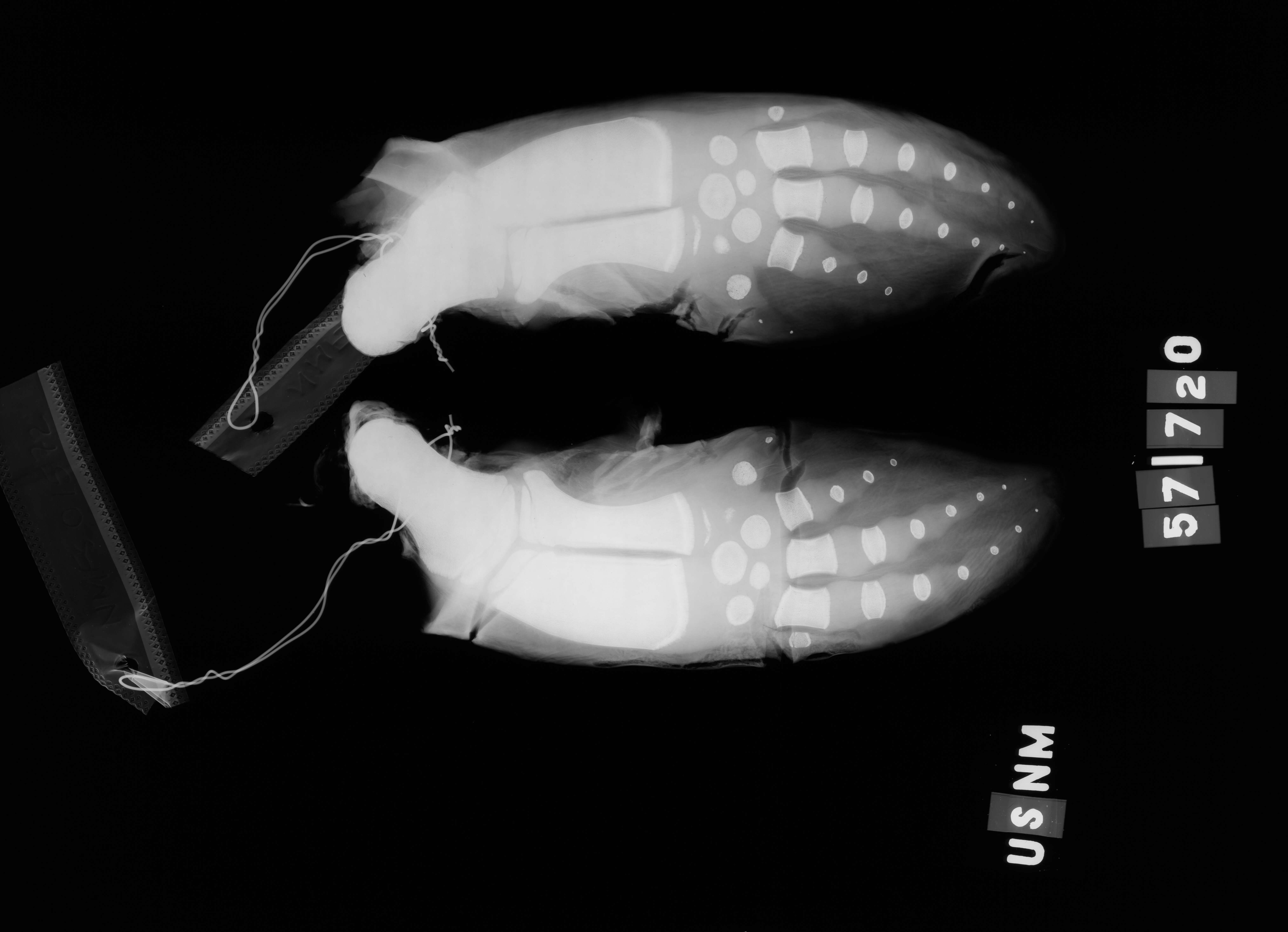 Plancia ëd Phocoena G. Cuvier 1816