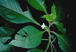 Image of largeflower cyrtandra