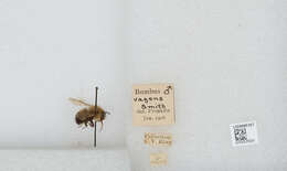 Image of Bombus vagans vagans Smith 1854