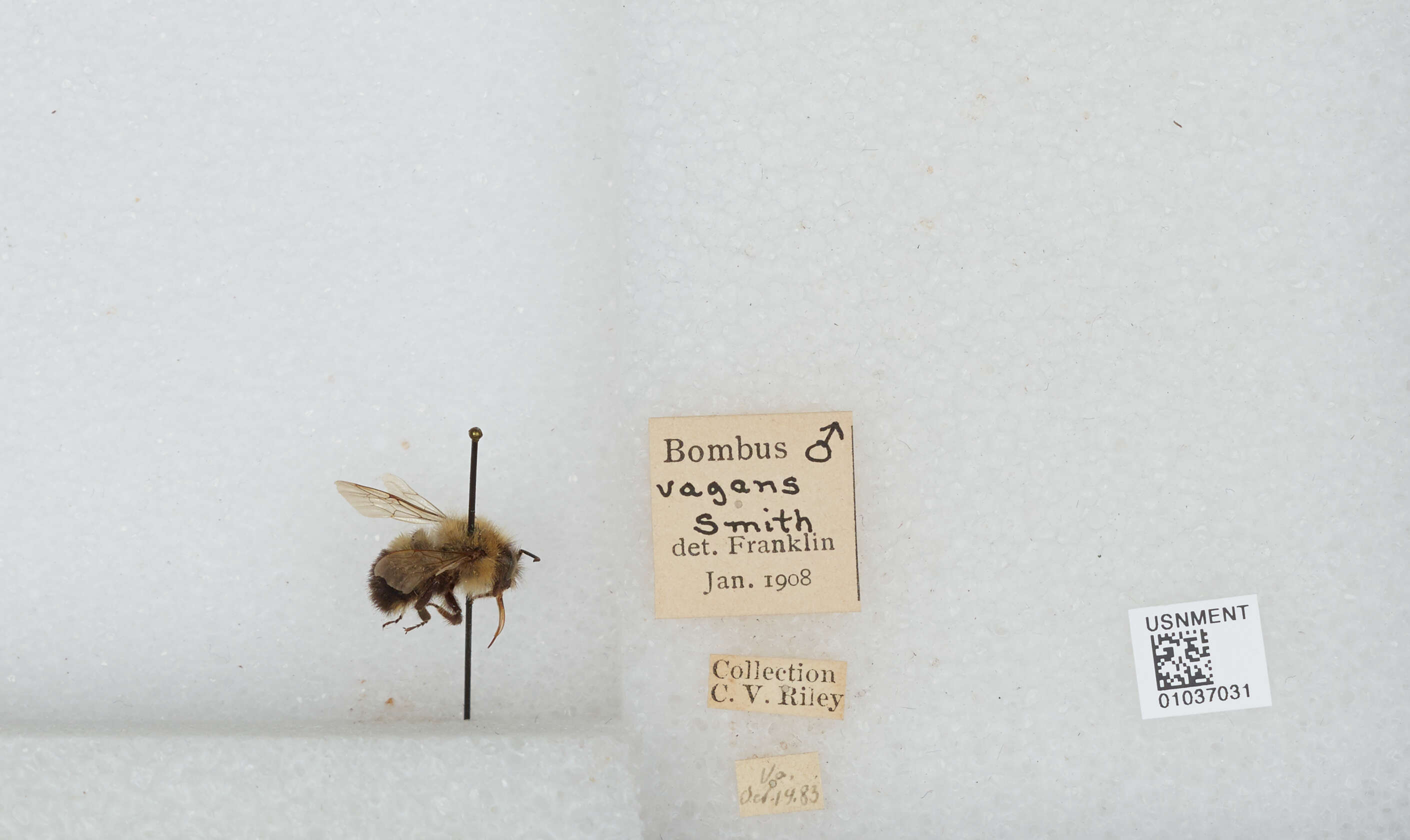 Image of Bombus vagans vagans Smith 1854