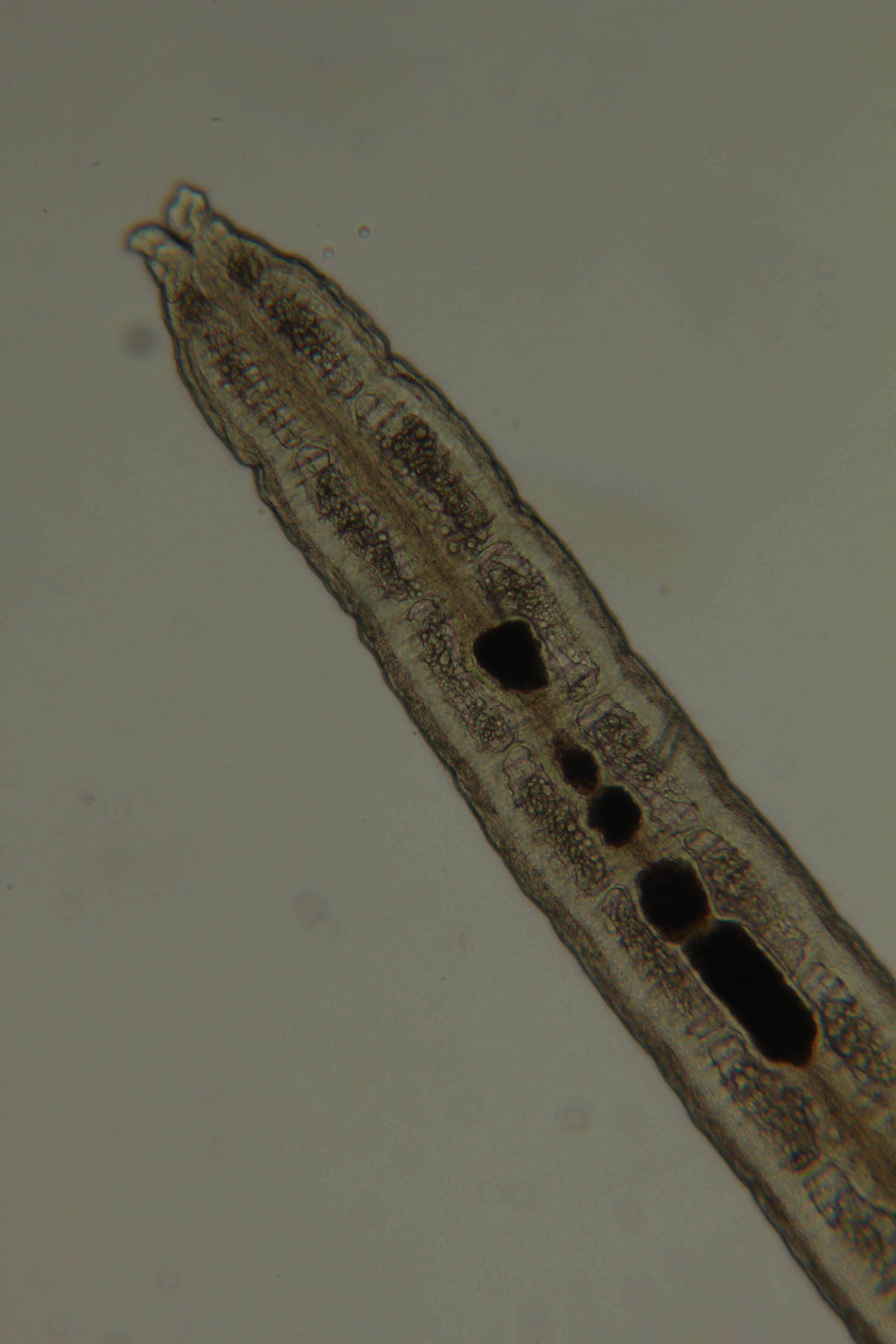 Image of Claudrilus ovarium (Di Domenico, Martínez, Lana & Worsaae 2013)