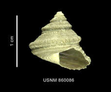 Image of Calliotropis pelseneeri rossiana Dell 1990