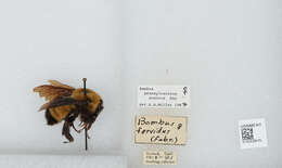 Слика од Bombus sonorus Say 1837