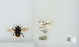 Image of Bombus rupestris (Fabricius 1793)