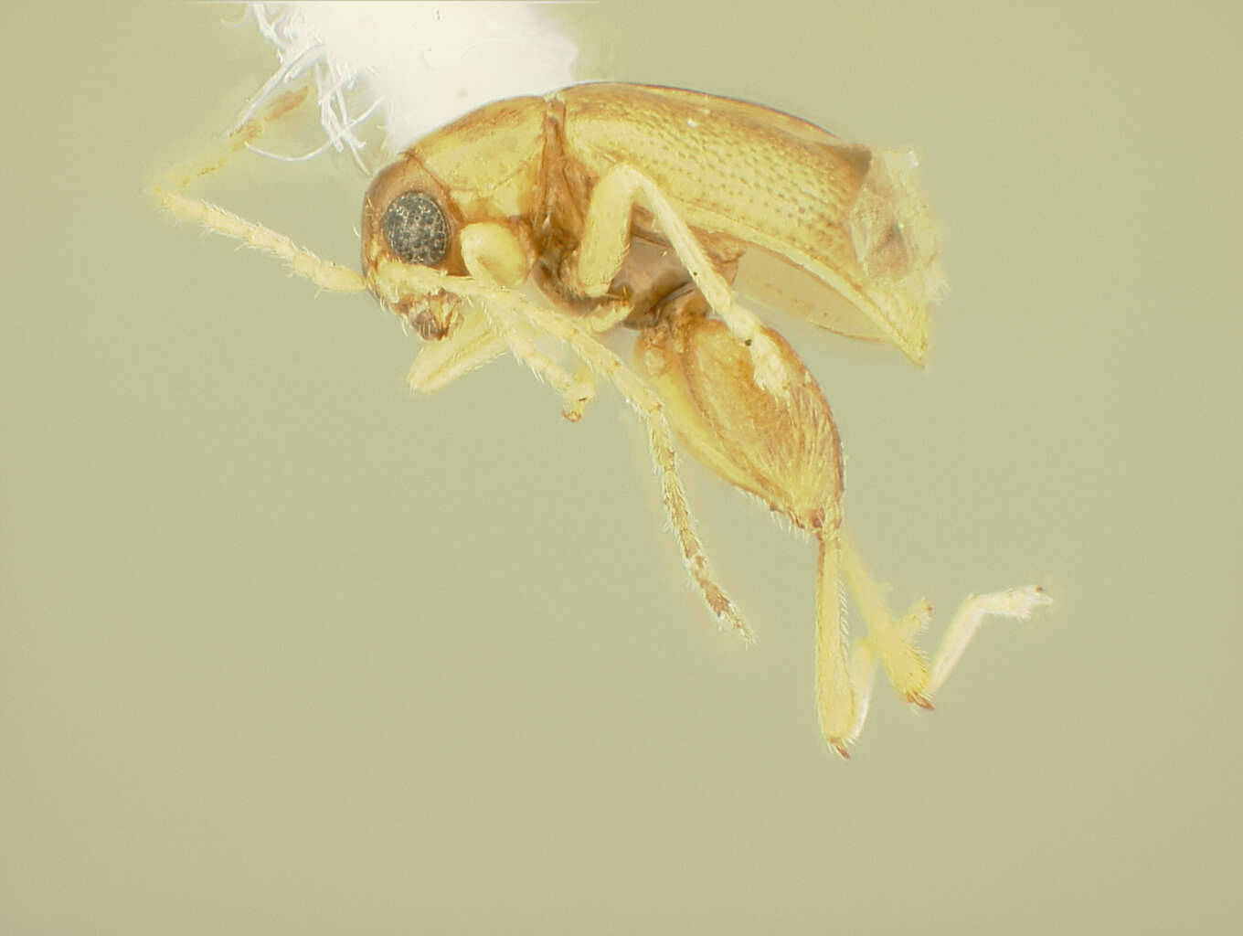 Image of Aphthona Chevrolat 1836