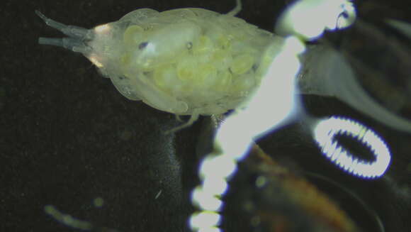 Image of Amphipoda