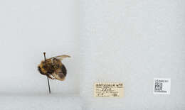 Image of Bombus vagans vagans Smith 1854