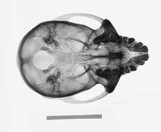 Image of Macaca fascicularis fuscus Miller 1903