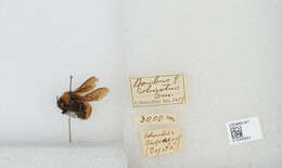 صورة Bombus robustus Smith 1854