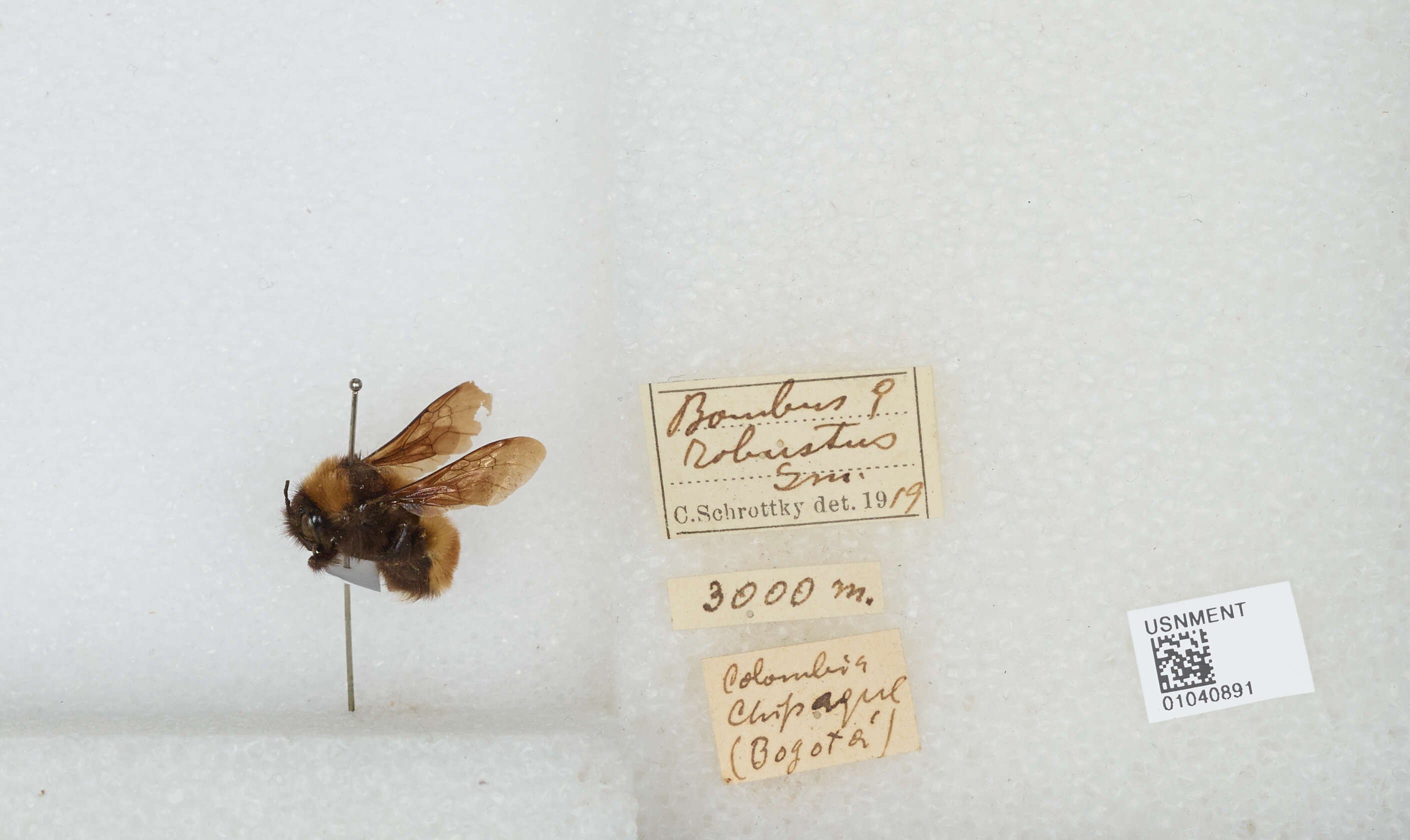 صورة Bombus robustus Smith 1854