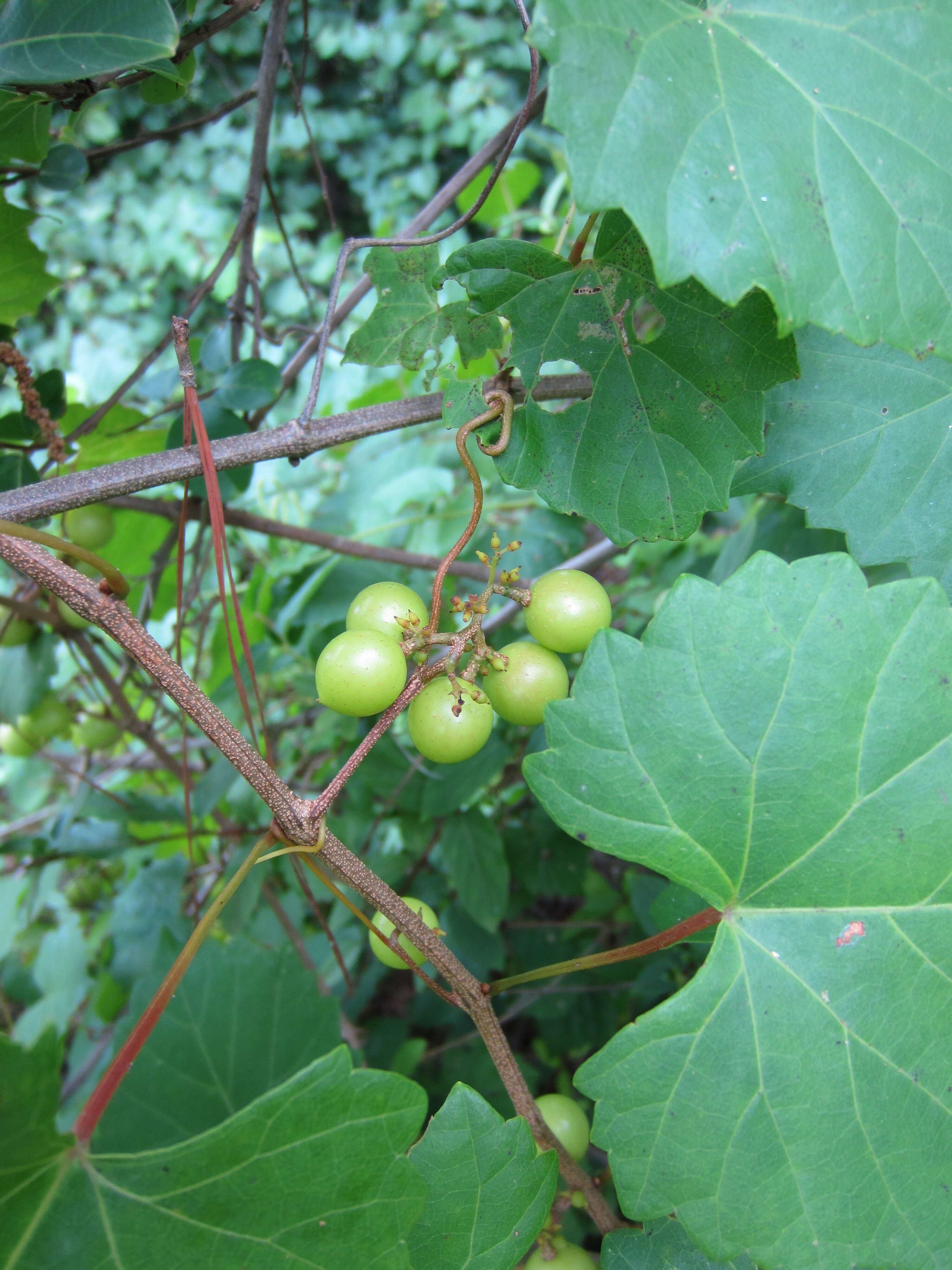 Imagem de Vitis rotundifolia Michx.