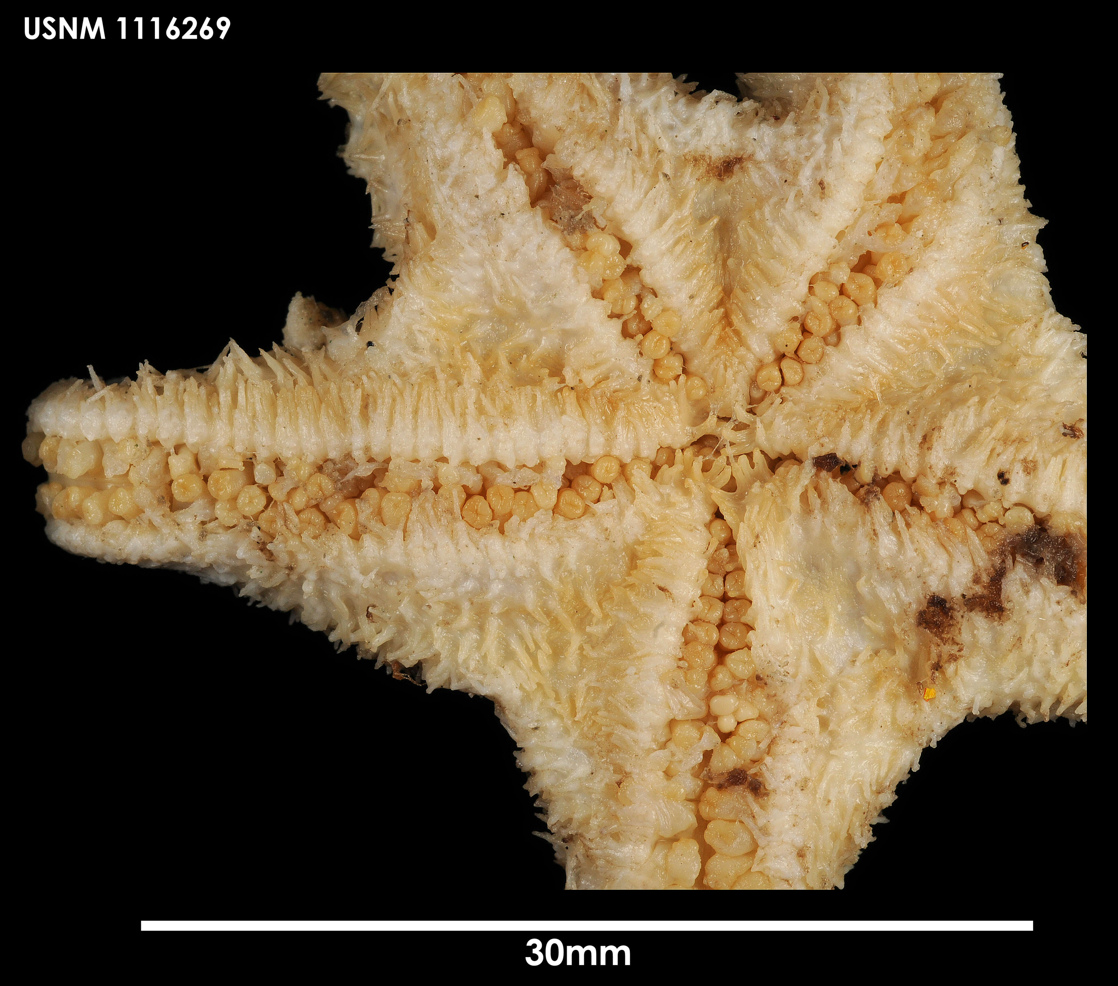 Rhopiella hirsuta (Koehler 1920) resmi