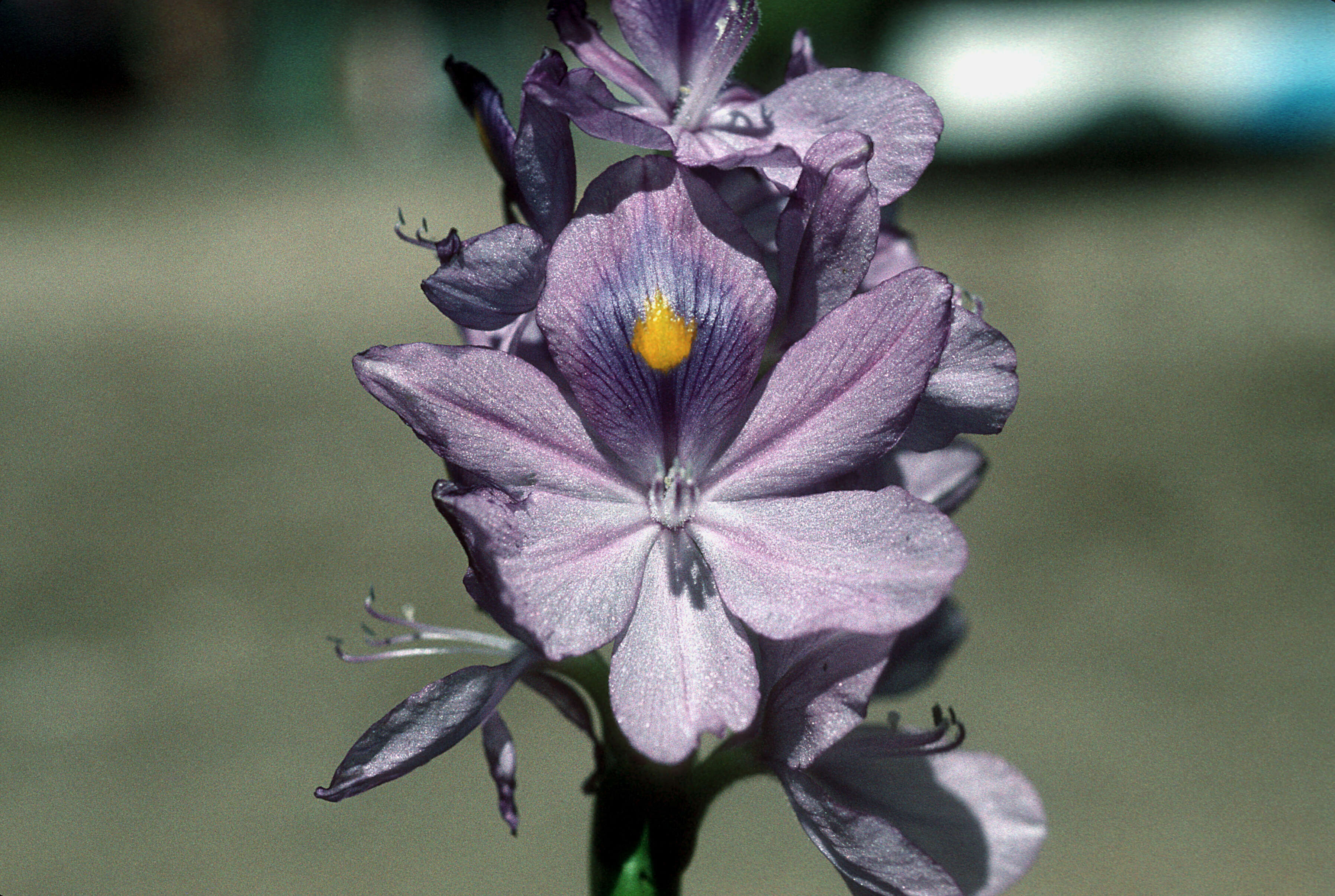 Image de Jacinthe d'eau