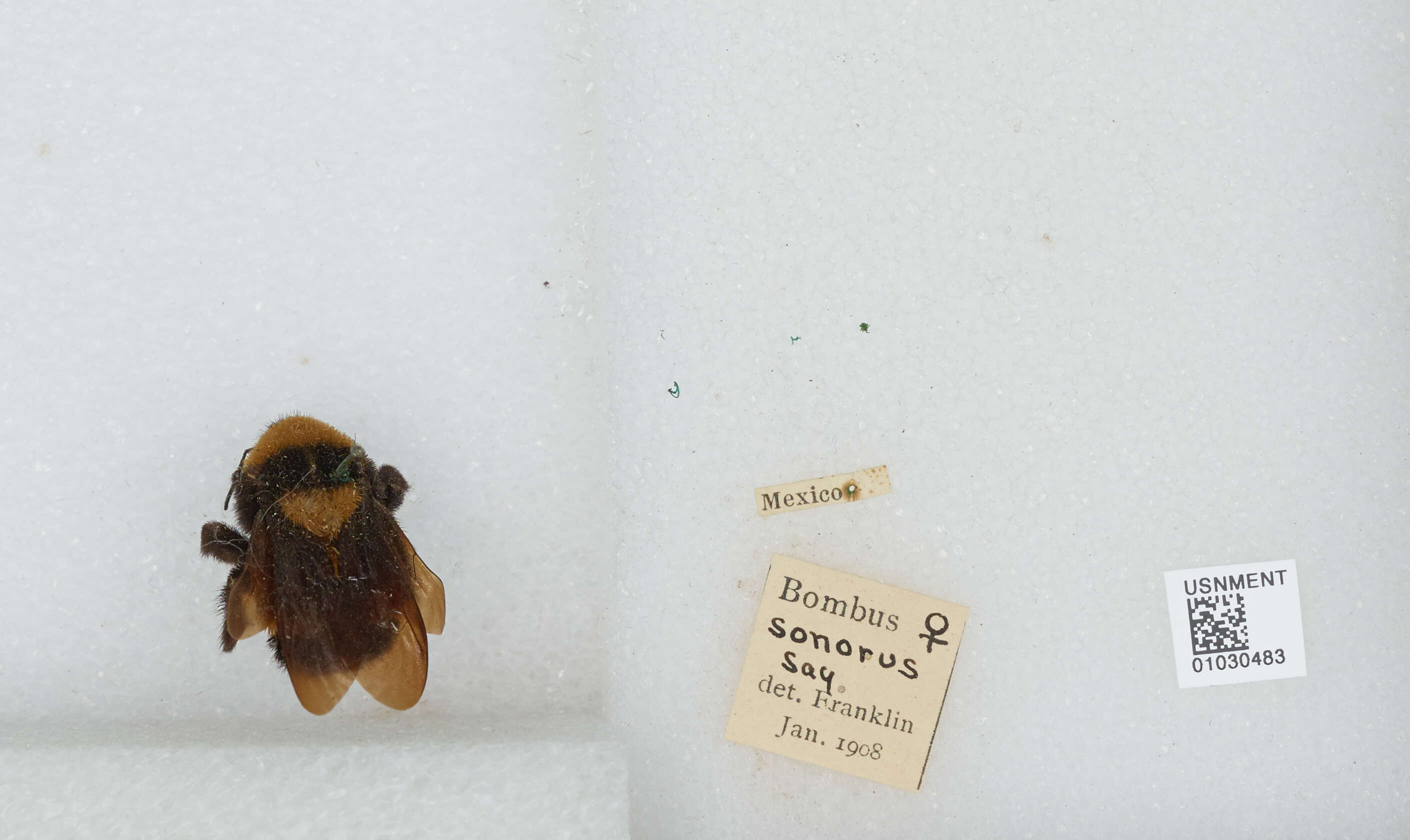 Слика од Bombus sonorus Say 1837