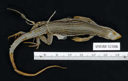 Image of Many-lined Whiptail