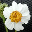 Bidens alba var. radiata (Sch. Bip.) Ballard的圖片