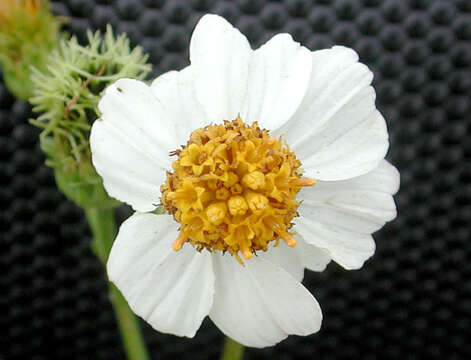 Bidens alba var. radiata (Sch. Bip.) Ballard的圖片