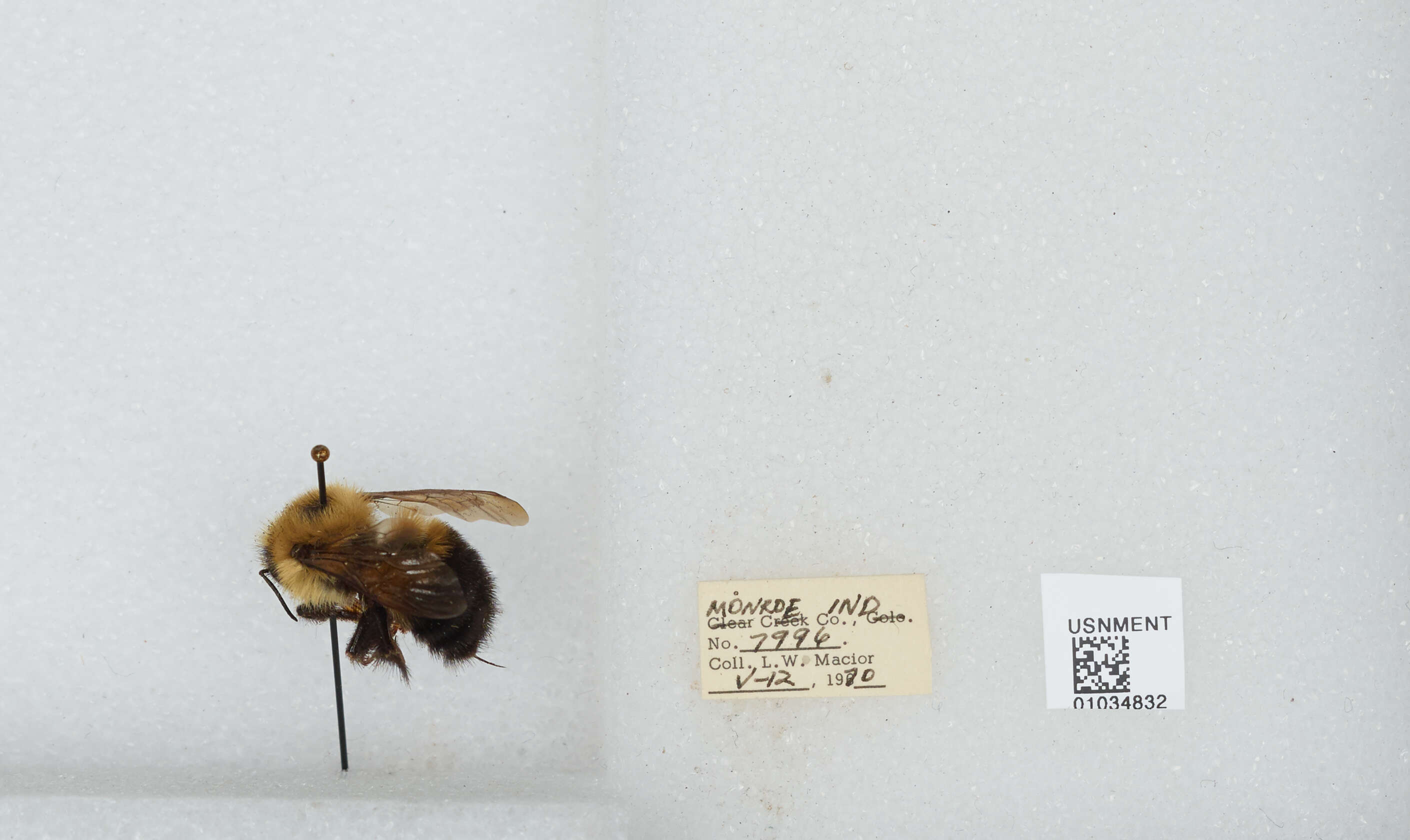 Image of Bombus vagans vagans Smith 1854