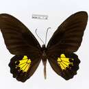 Image of Troides criton (Felder & Felder 1860)