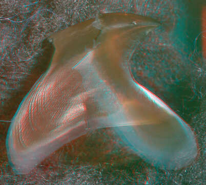 Image of Neoteuthis Naef 1921