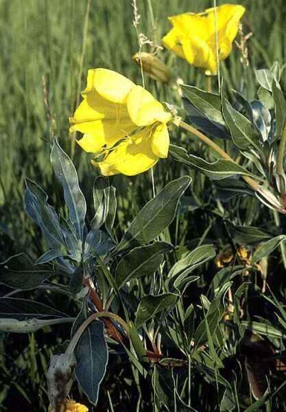 Oenothera macrocarpa subsp. macrocarpa resmi