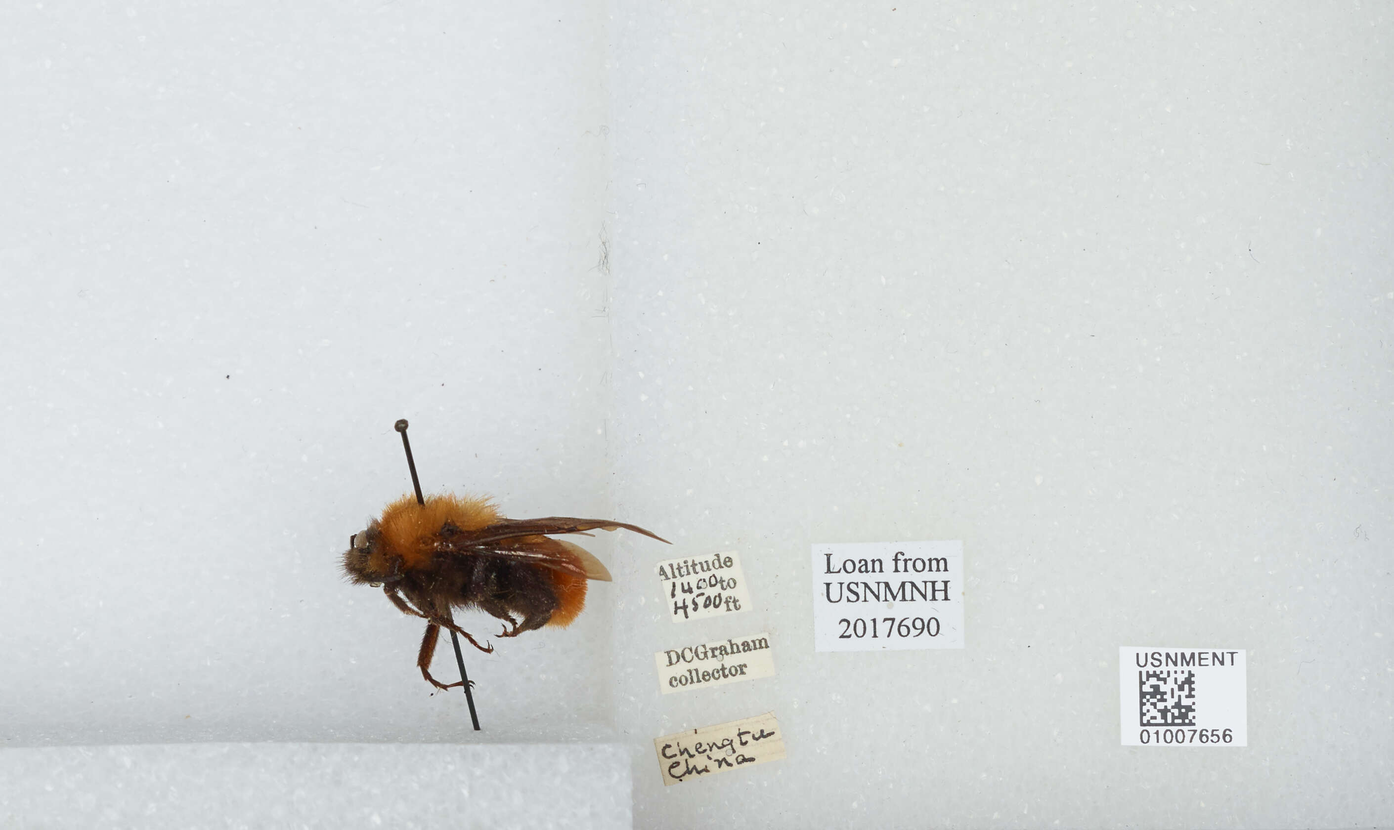 Image of Bombus atripes Smith 1852