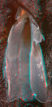 Image of Bonpland's squid