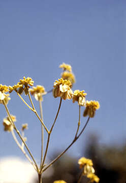 Imagem de Eriogonum alatum Torr.