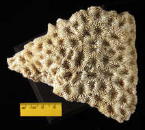 Image of Starry cup coral