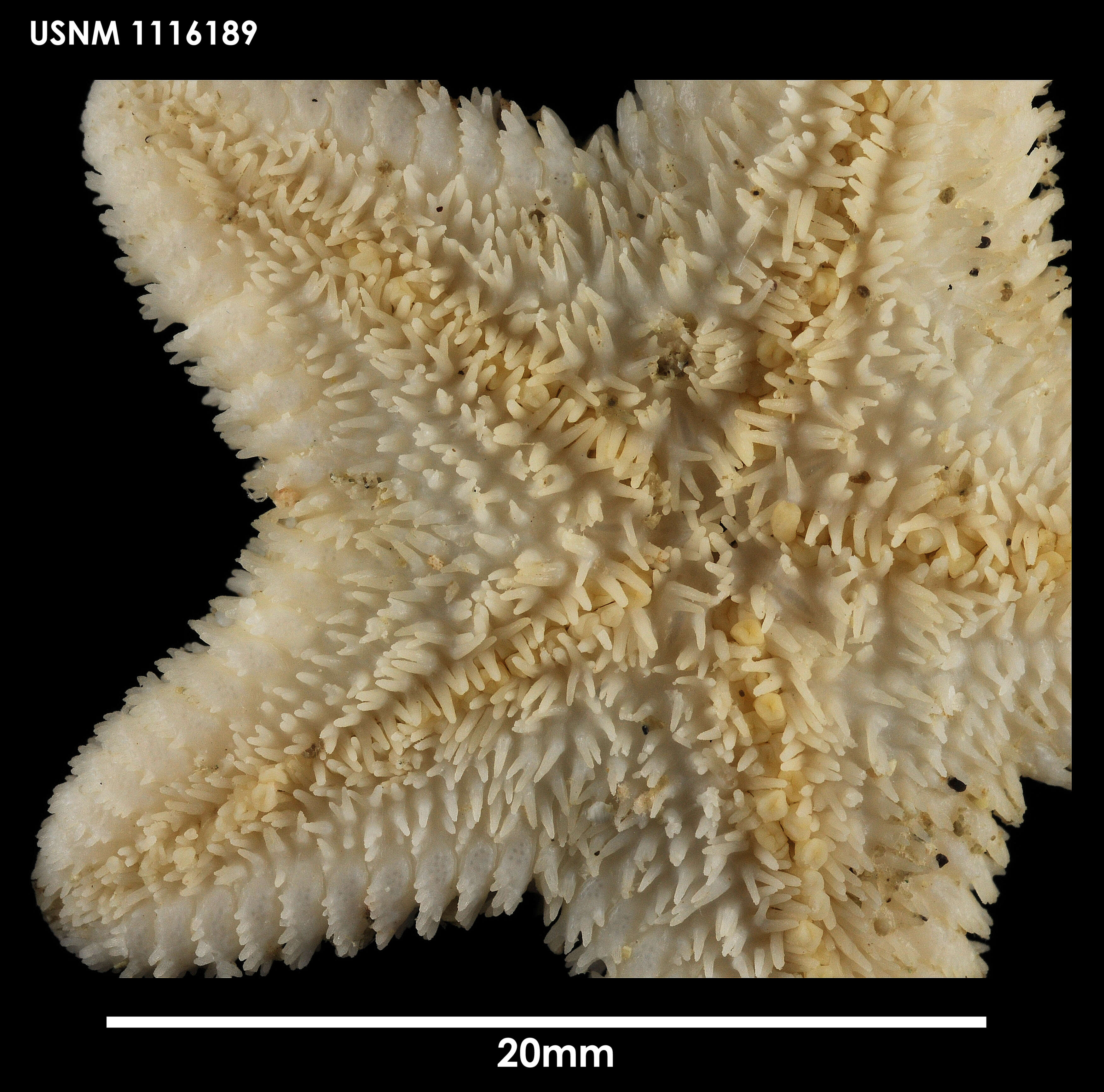 Image of Cycethra