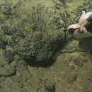 Image de Ampheraster alaminos Downey 1971