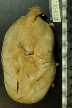 Image of Sea Pigs