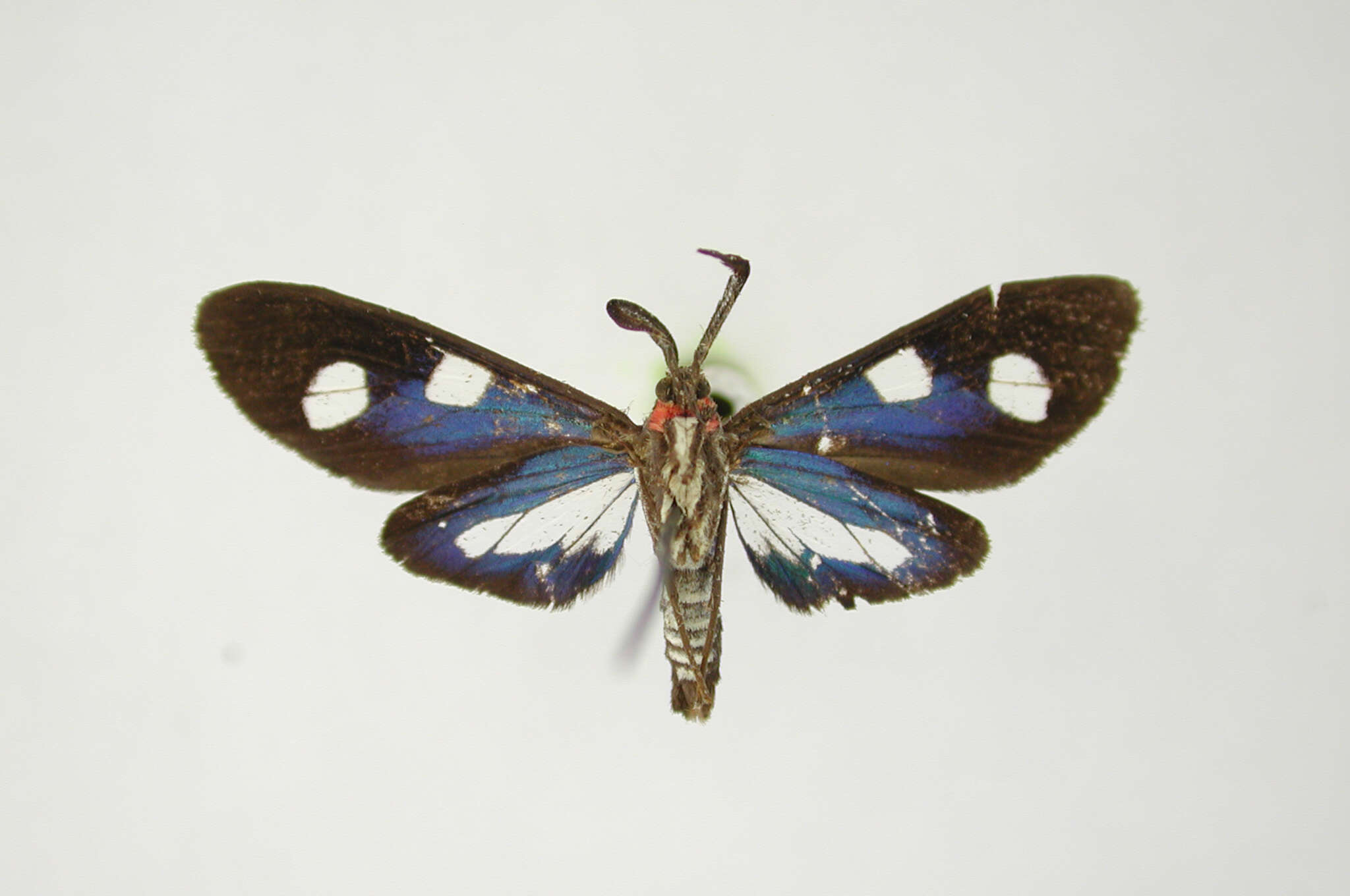 Image of Delphyre tetilla Dognin 1898